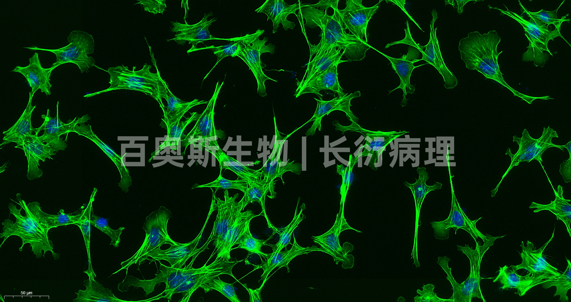 cell 鬼笔环肽 FITC_副本.jpg